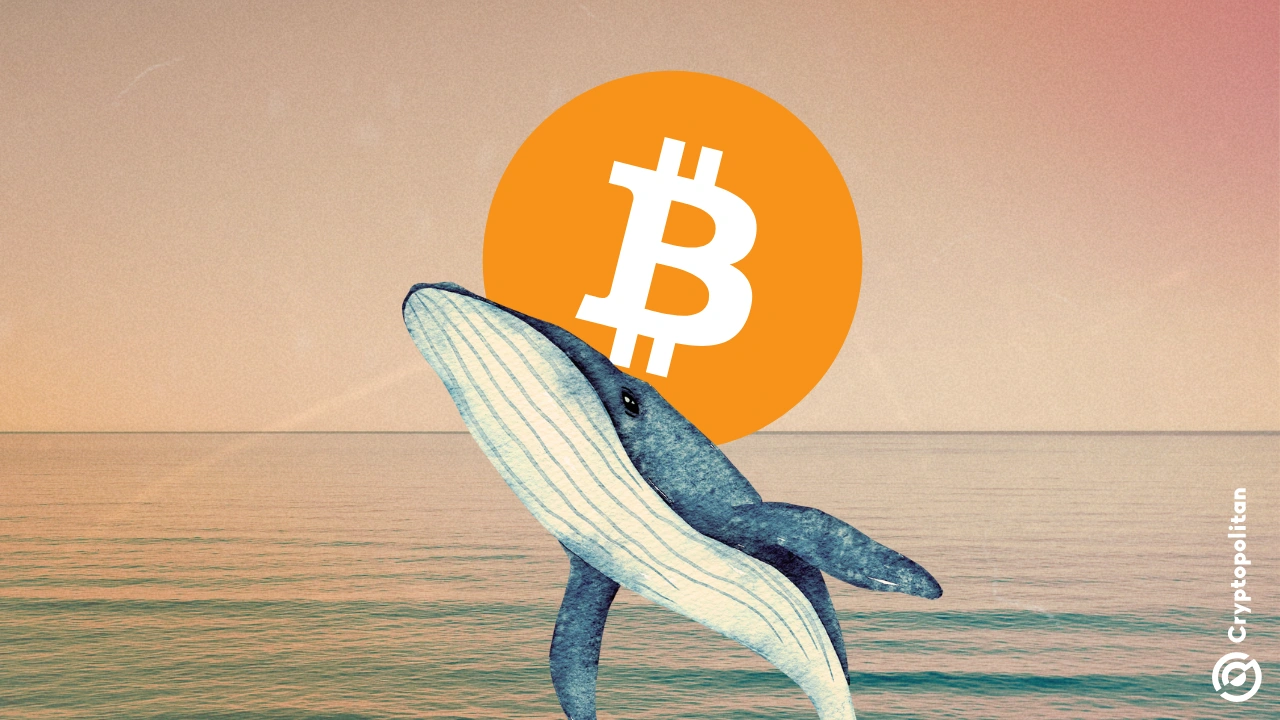 比特币巨头将BTC看涨期权提高到10万美元,预计特朗普1月20日上任后将出现新的反弹